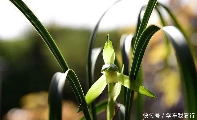 治疗兰花茎腐病，不要再浇药水，根本没有效果！