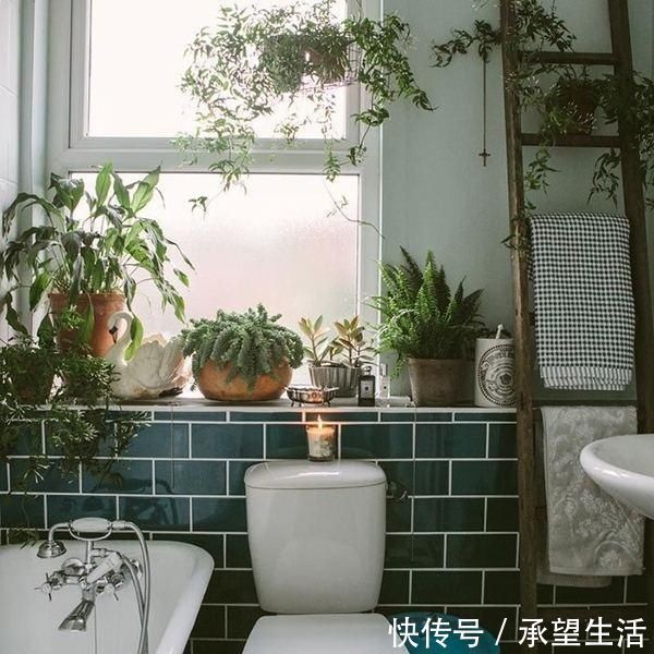 这几种花卉养家里吸毒气,轻松好心情,让你健康长寿