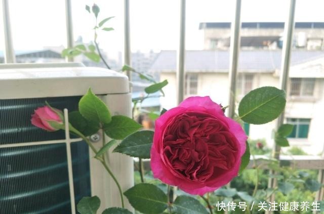 谁说月光族就不配养花这20种月季花月薪3000也能养!