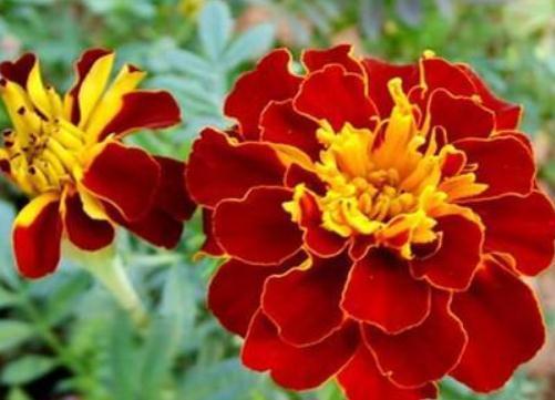 家养孔雀草，温度“不冷不热”，花芽冒出枝，花开一大片