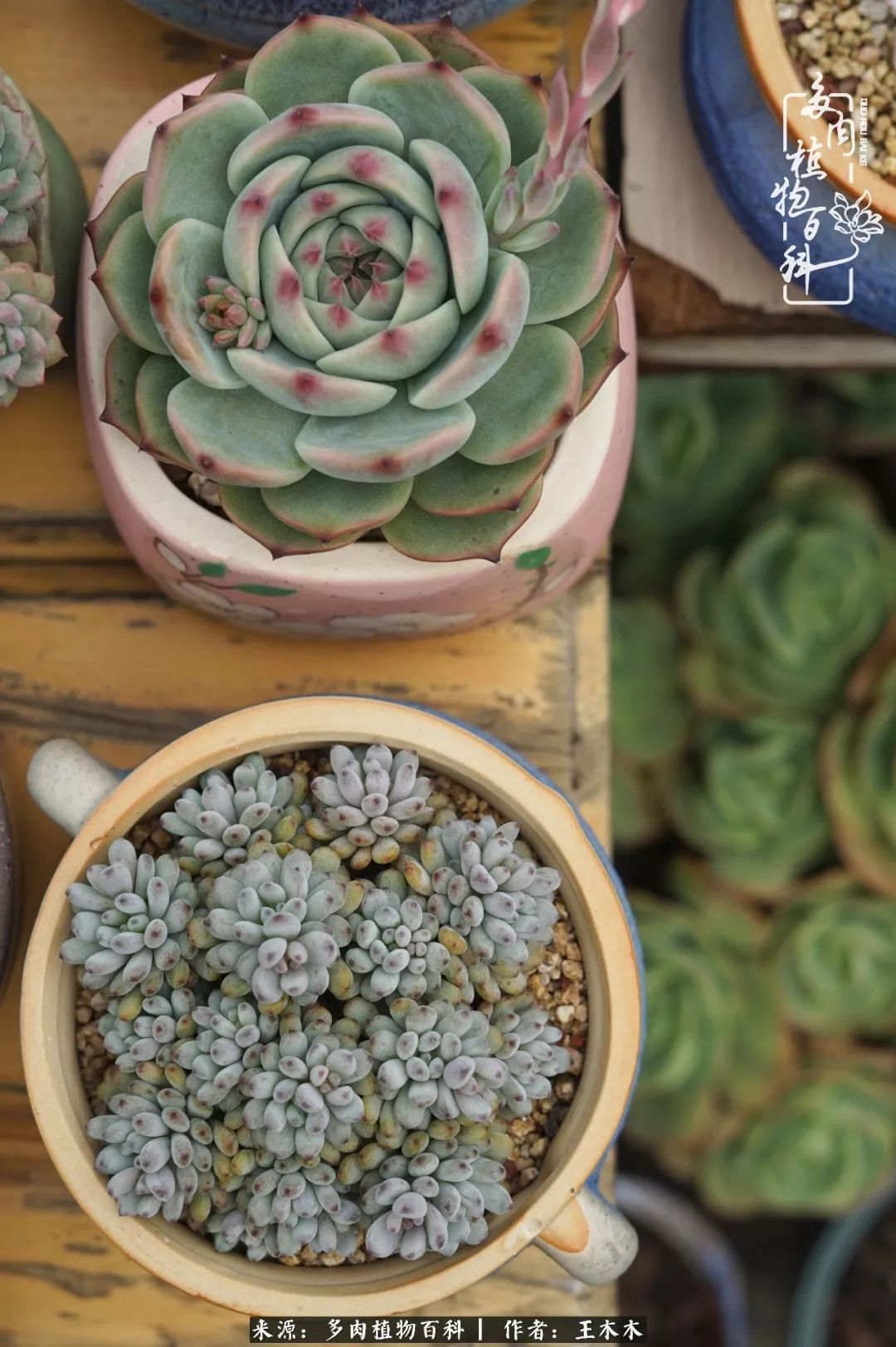 爱上多肉的第三个年头回看励志对比图,感悟岁月静好!