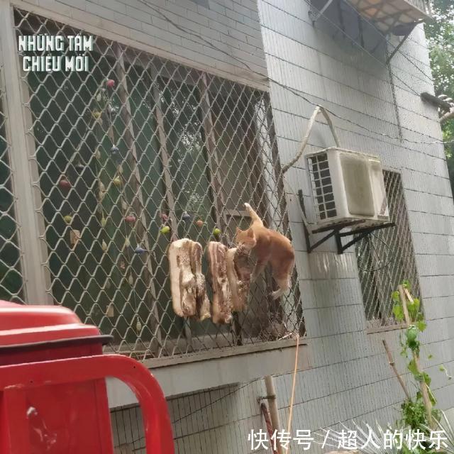 |拍迪士尼烟花翻车现场  冷段子2008