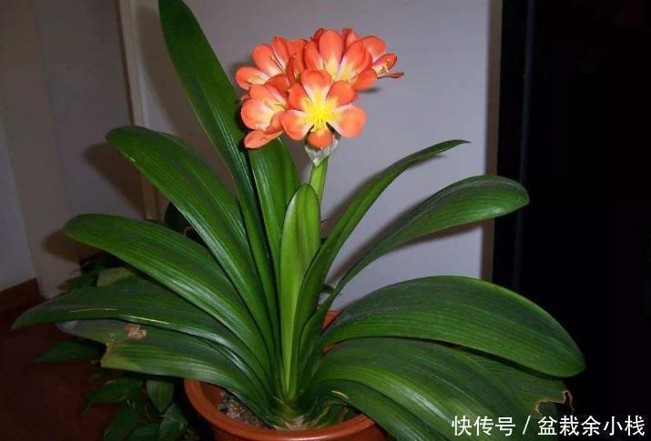 剑叶石蒜|家有君子兰，叶片却越长越歪，教您几招，保证养眼好看