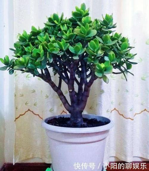 花卉|新手浇水过多,容易被淹死的几款花卉绿植,你家养了几种