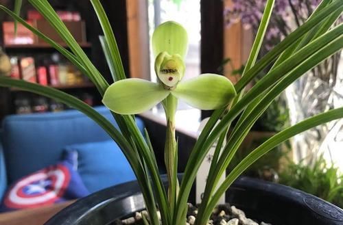  工整|高档春兰“宋梅”，一杆双花，花型工整，养护简单，拥有顶级香味