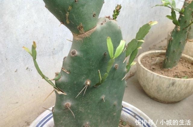 蟹爪兰嫁接很简单,做好细节就能成功!蟹爪兰嫁接很简单,做好细节就能成功!