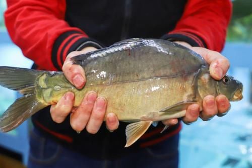 小事|血脂“发物”是面条？想要降脂，做好这几件小事，或是关键