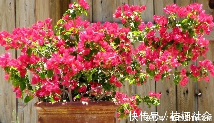 飘香|比桂花还香的6种花卉,种在阳台或放置庭院,满屋子都飘香!