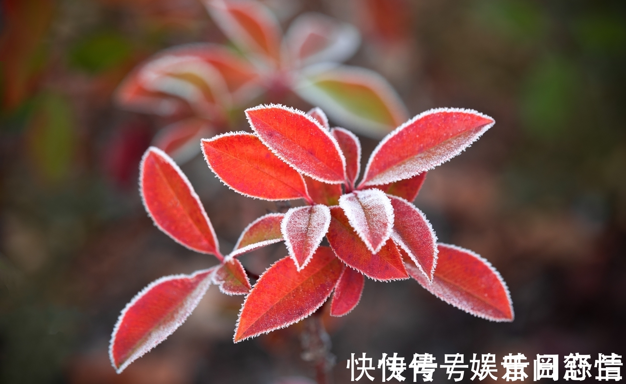 杨建军$绕头诗35首:奇思妙句,感悟世间百态,若有同感,不妨也来一句