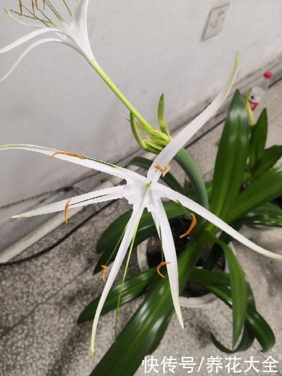 两种花,名字听起来吓人,开花却美翻了,养一次就上瘾