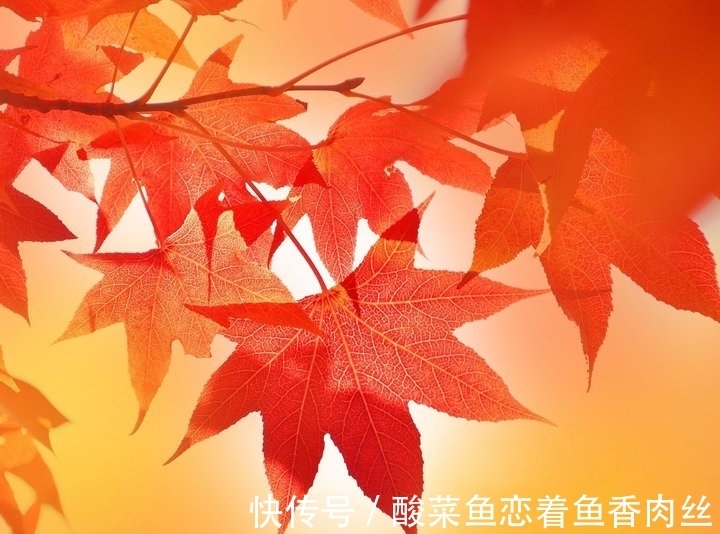 愚蠢!做人要大智若愚,不易锋芒毕露