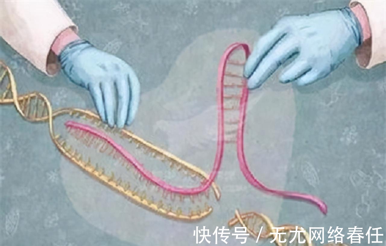 小菲伊|1984年美国女婴移植狒狒心脏,手术成功后,小女孩活了多久?