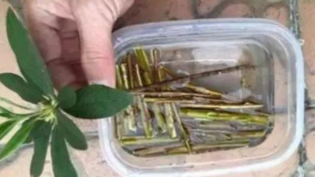 这3种“垃圾”，用来养花，10年不用换盆土，花儿轻松“长爆盆”