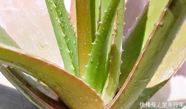 家里摆上这四盆花,吸甲醛,抗辐射,几块钱就买一盆!