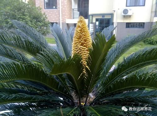 太省心的花，1个月浇一次就行，叶子长的还超旺盛！