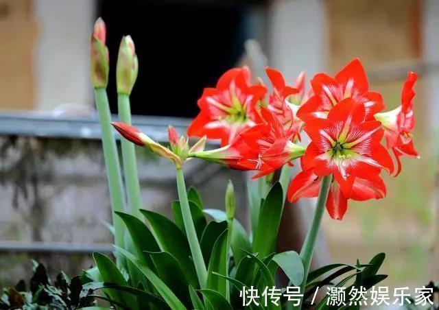 花盆|家里养的花叶子发黄可以给它换换土，此几种花不换土不易活