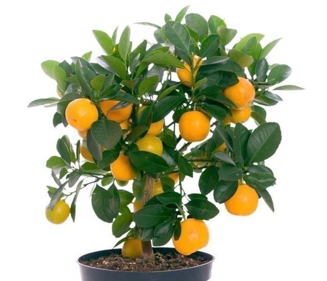 好运|家里万万要养这几种植物,能给家里添财运招好运,难怪会住富裕