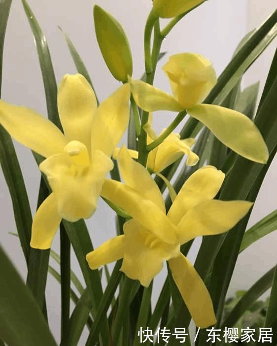 兰花浇水讲究大,浇好了爆盆,浇不好烂根