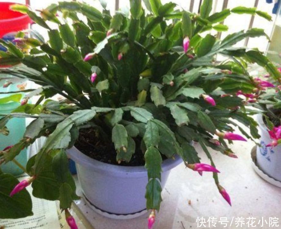 浇水|养长寿花蟹爪兰，别只顾浇水，用上“1种肥”，花苞稠密早开花