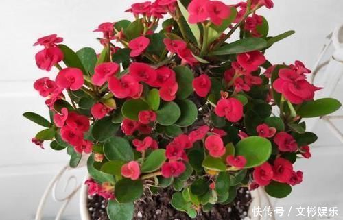 此种花卉寿命忒长,养护多注意5点,每一株都能活上30多年