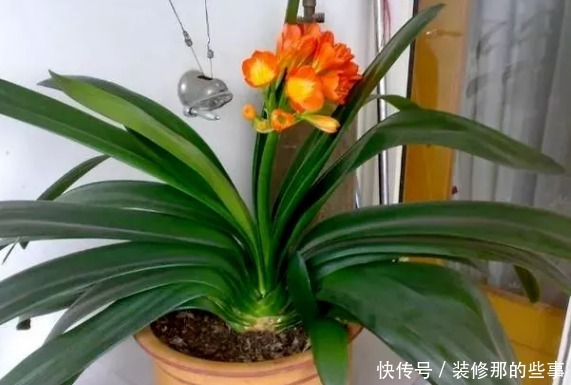 天气日渐转热,养花不能光浇水,用这3样补水增肥、不烧根