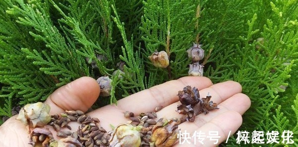 食物|长出白发别着急染,3种食物坚持吃,白发不见,头发乌黑亮丽