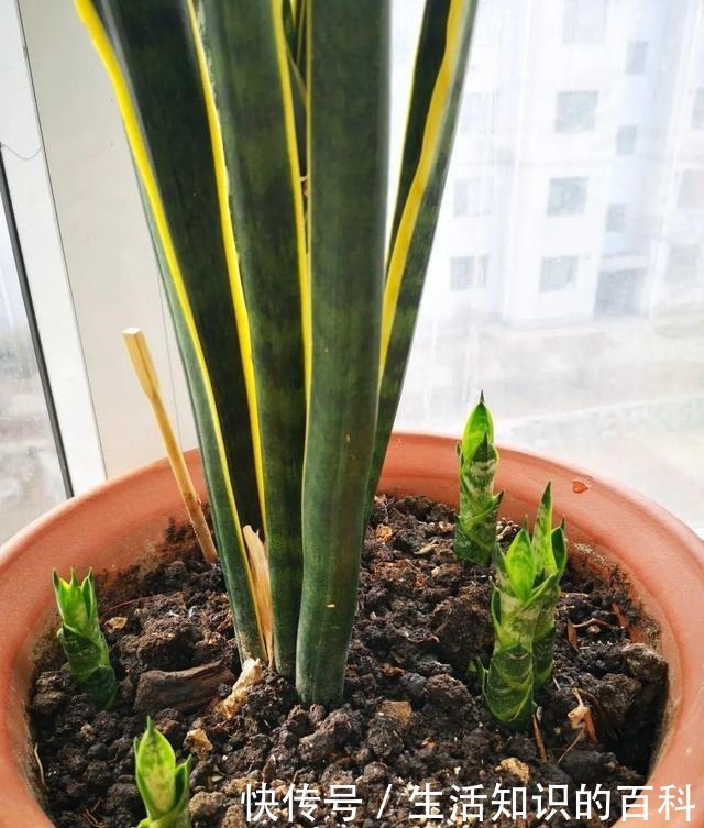 想省心就养这些花，没有病虫害，就爱开花！想省心就养这些花，没有病虫害，就爱开花！