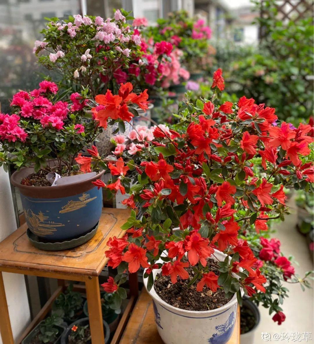 蓝目菊|蓝雪花妥妥的开花机器,花量大、花期长,让人不得不爱