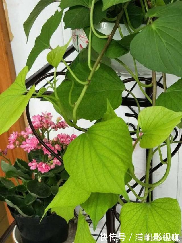 水培|2个月没在家,厨房的菜变成小森林,再也不用买花了!水培蔬菜盆