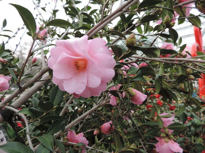 喜欢茶花，不如养盆十全大泰勒，花型大气，清新之美，有牡丹风范