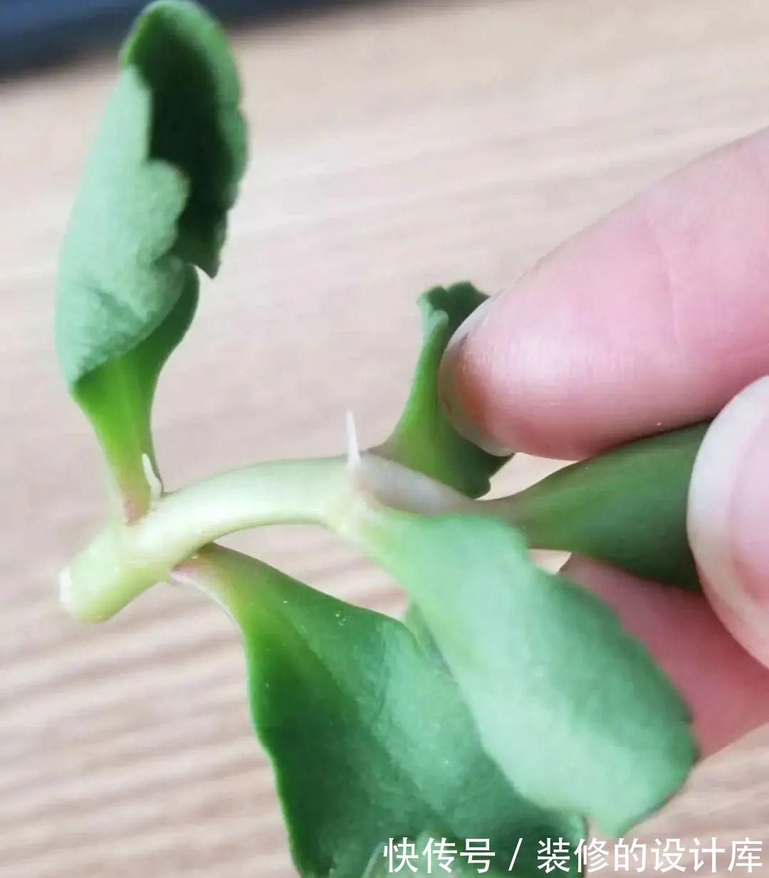 芦荟|8种花像“老母猪”,种一棵,生一窝,多得没地方养