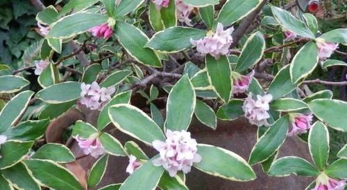 盆栽金边瑞香，怎么催花？如何把控好管理细节？答案就在这！