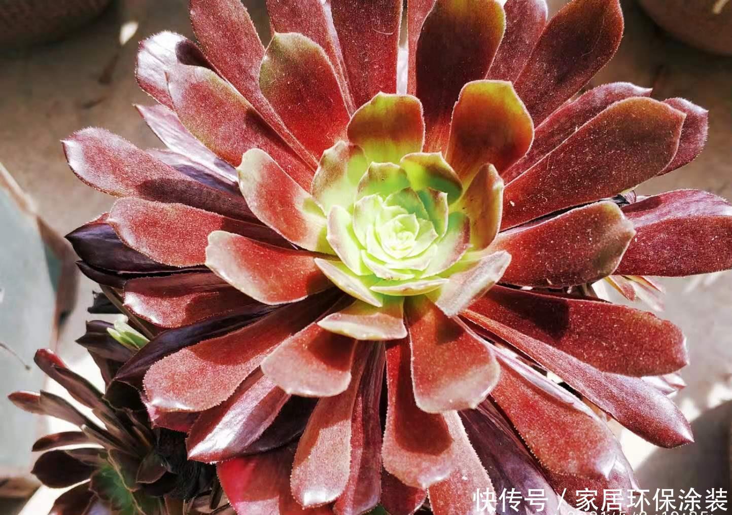 多肉|春夏之交带锦的法师还可以露养吗?当然可以,不过要注意养护细节