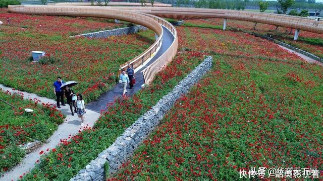 网上买花木,是我不得不说的病!大家都交过宿迁神苗的智商税吧?