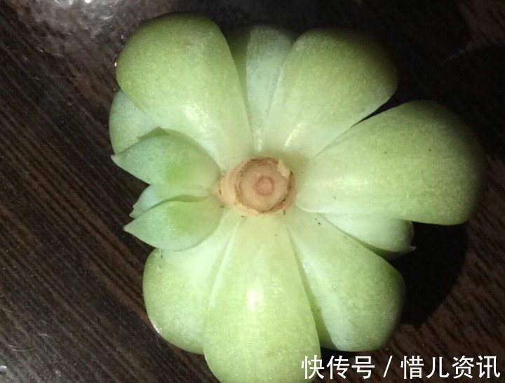 根系|不喜水的多肉,却可以水培2种操作方法,肉肉照样出状态