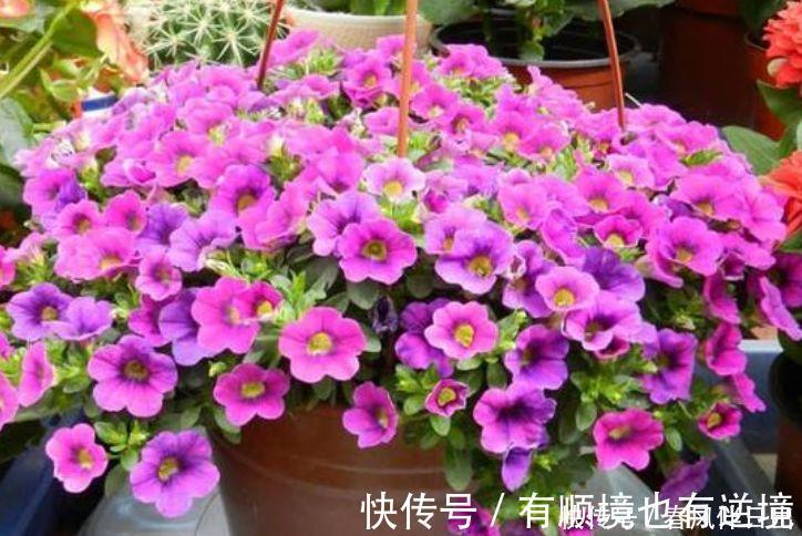 迷人|阳台再小也必须养的4种花,一年开花300天,层层交叠,烂漫迷人眼