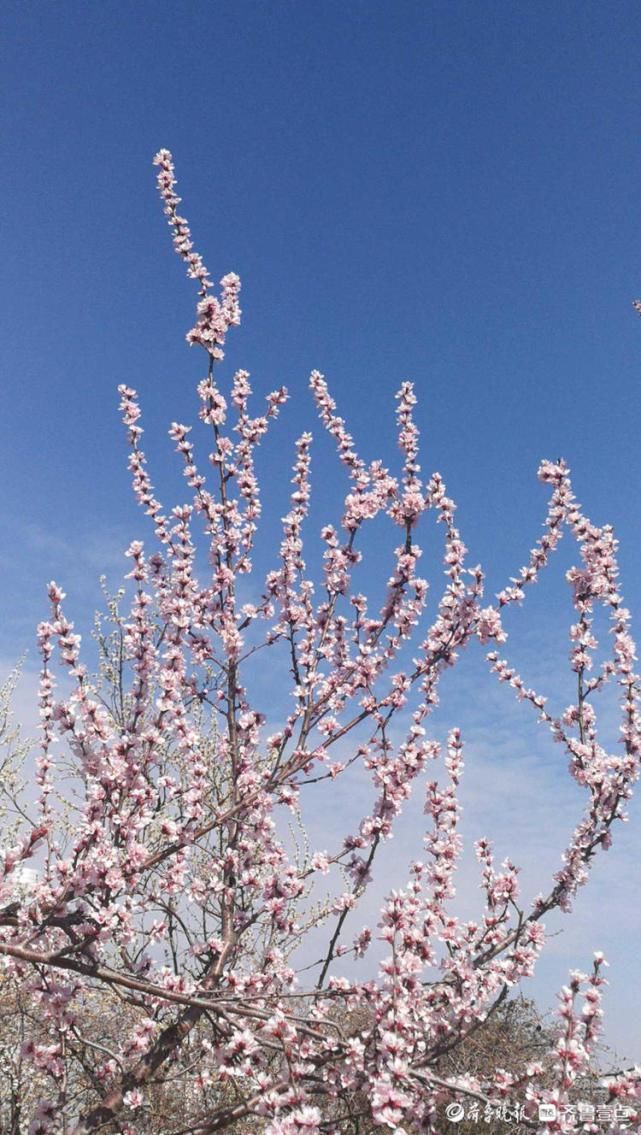 美翻了！济南千佛山桃花朵朵开，满园春色惹人爱