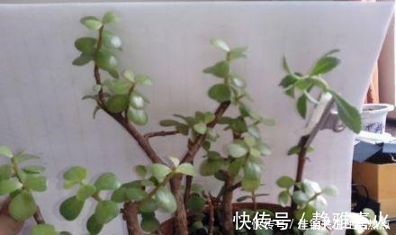 枝条|长寿花嫁接“金枝玉叶”,技巧简单,轻松变成“火树银花”!