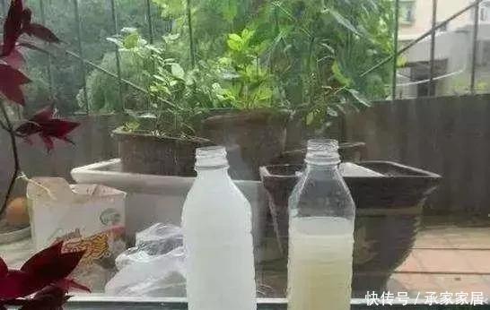 夏天养花用“它”来浇灌,等于浇“砒霜”,花草一盆接一盆枯萎