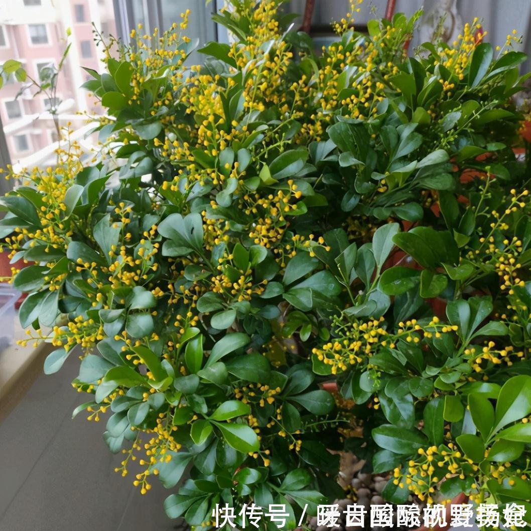 养护|6种“香水花”冬天不怕冷，越冷越香艳，雍容贵气，进屋染香气