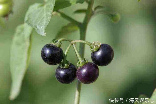农村人称为“老鸭眼睛”的一味中药，可以用来调理肾炎水肿！