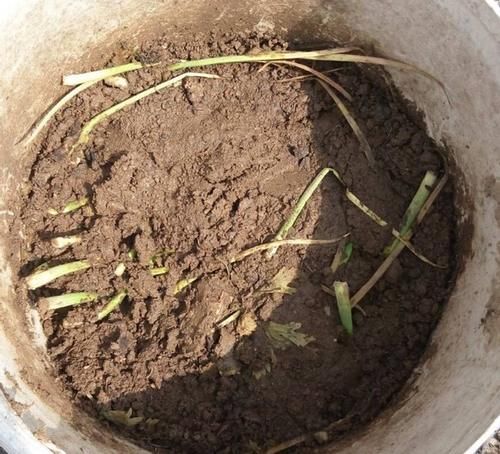 按照“大锅炖、大杂烩”的做法制作营养土，养花不会缺肥