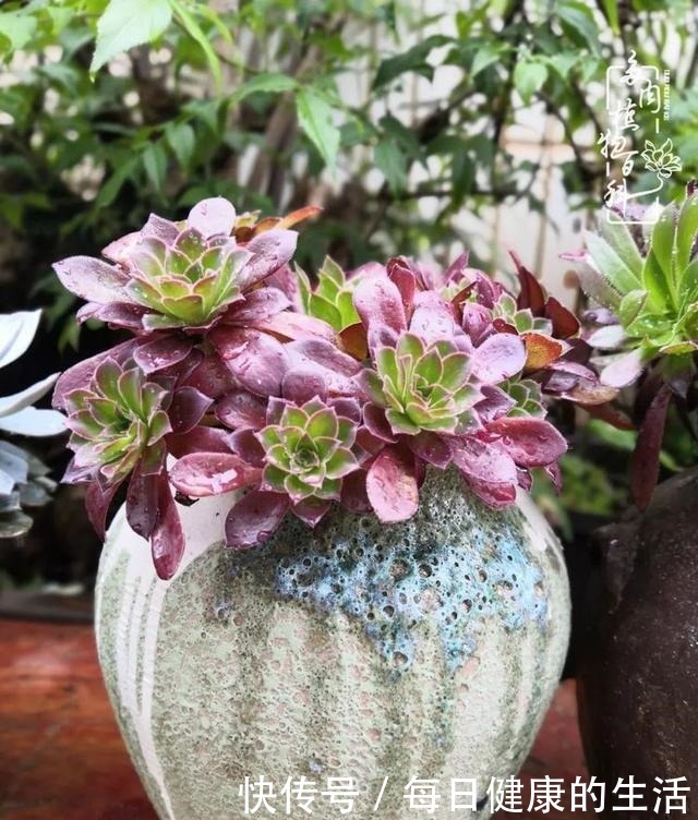 如何让多肉变美看看我是如何宠它们的！如何让多肉变美看看我是如何宠它们的！