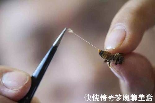 真相|蜂毒能以毒攻毒,消灭癌细胞?最新研究结果,告诉你事实真相