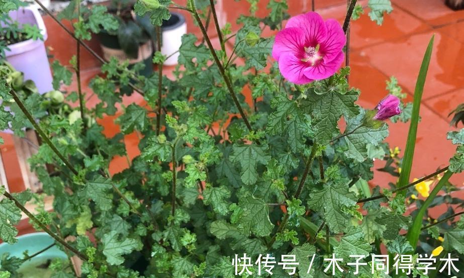 虫害|养花没虫害不是梦,花盆土面撒上它,虫害去无踪