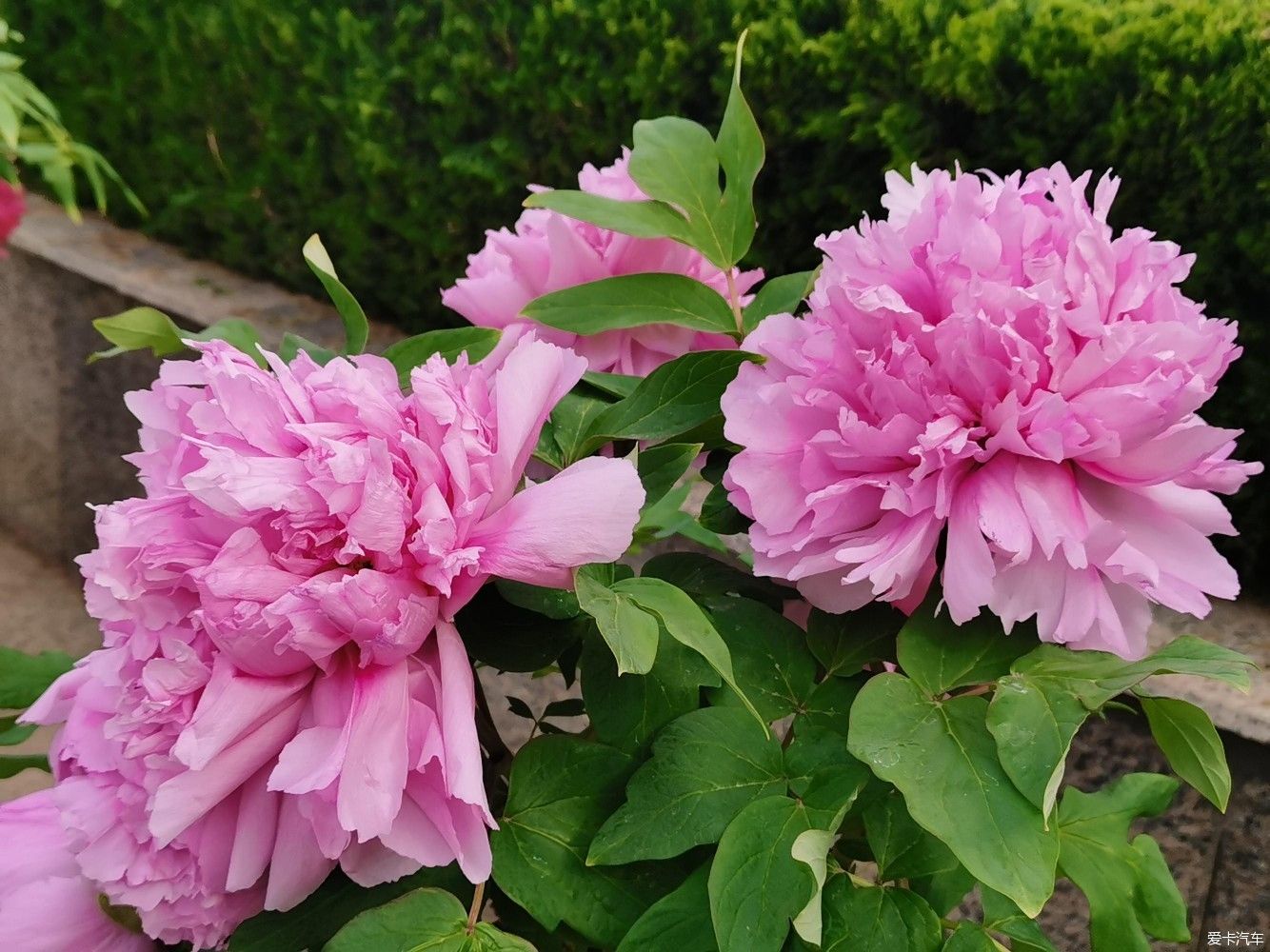 花开时节动京城，唯有牡丹真国色