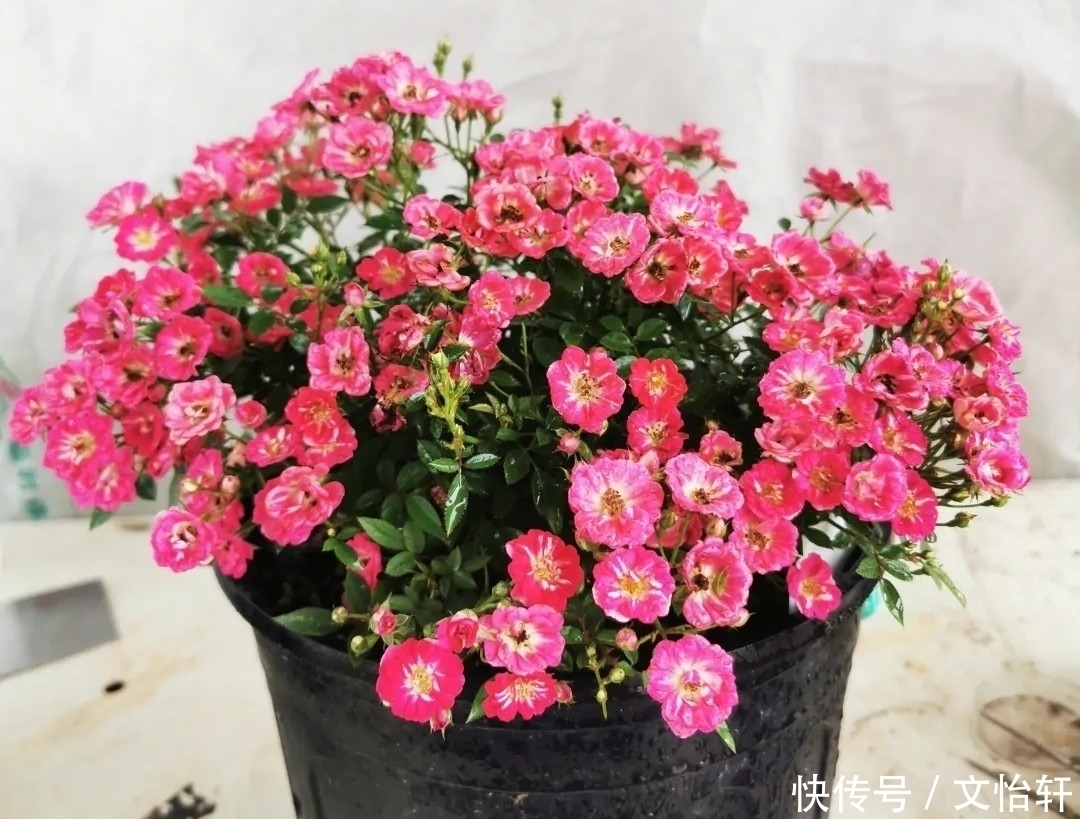 品种|100个月季品种,千姿百态,每个都很漂亮,图名并茂,值得收藏