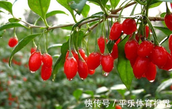 大枣|保温杯中泡枸杞，人到中年有惊喜，正确泡法教给你，这样才真管用