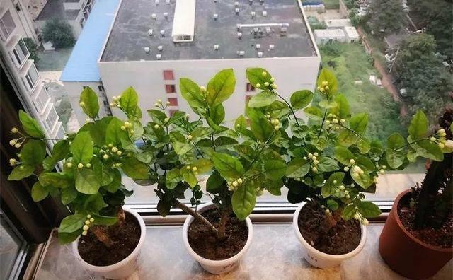 植株|栀子、茉莉喜欢“酸水”,每月浇一次,叶子翠绿、再不黄叶