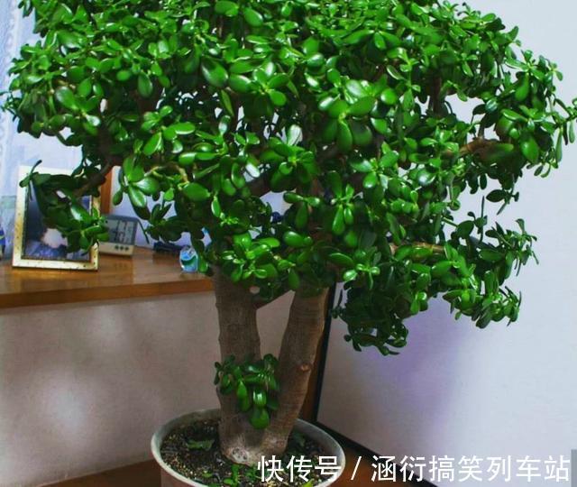 玉树|天气冷,六种花要“干养”,少水多晒才健壮,养成老桩更旺家